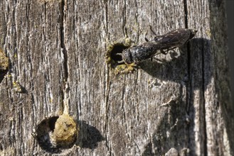 Common furrow wasp (Monosapyna clavicornis), Emsland, Lower Saxony, Germany, Europe