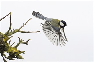 A great tit (Parus major) in flight with wings spread wide near a mossy branch, Hesse, Germany,