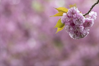 Japanese flowering cherry (Prunus serrulata Kanzan), Emsland, Lower Saxony, Germany, Europe