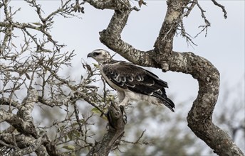 Martial eagle (Polemaetus bellicosus) perched in a tree, Kruger National Park, South Africa, Africa