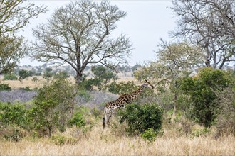 Southern giraffe (Giraffa giraffa giraffa) eating leaves on a tree, African savannah, Kruger