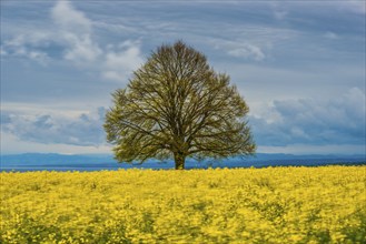 Lime tree (Tilia) on the Hödinger Berg, Hödingen, Lake Constance district, Upper Swabia,