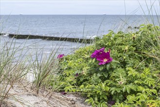 Rugosa rose (Rosa rugosa) on the Baltic Sea beach, Mecklenburg-Western Pomerania, Germany, Europe