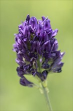 Alfalfa (Medicago sativa), Mecklenburg-Western Pomerania, Germany, Europe