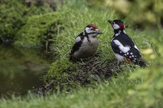 Great spotted woodpecker (Dendrocopos major) with young, Emsland, Lower Saxony, Germany, Europe