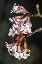 Winter snowball (Viburnum bodnantense Dawn), Emsland, Lower Saxony, Germany, Europe