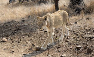 Lion (Panthera leo), adult female, walking through dry grass, African savannah, Kruger National