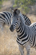 Plains zebra (Equus quagga), animal portrait, in dry grass, Kruger National Park, South Africa,