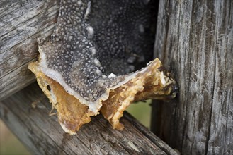 Dried fish, Drangsnes, Westfjords