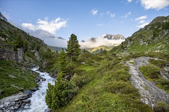 Mountain landscape with alpine roses and mountain stream Zemmbach, mountain peak Kleiner Mörcher in