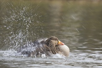 Greylag goose (Anser anser), bathing, water splashes, motion blur, Hesse, Germany, Europe