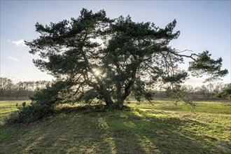 Old Scots pine (Pinus sylvestris), Emsland, Lower Saxony, Germany, Europe