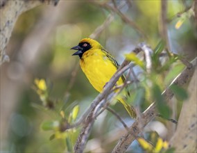 Southern masked weaver (Ploceus velatus) sitting on a branch in a tree and calling, Etosha National