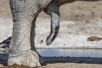 African elephant (Loxodonta africana), detail, penis, at a waterhole, Nebrowni Waterhole, Etosha