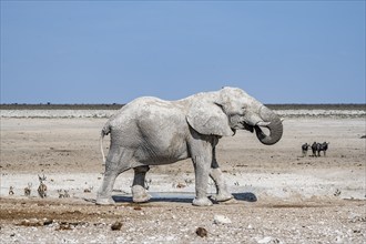 African elephant (Loxodonta africana), male drinking at a waterhole, Nebrowni waterhole, Etosha