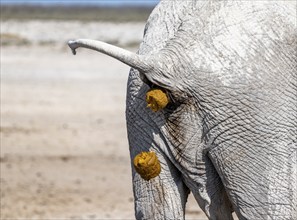 African elephant (Loxodonta africana), detail, hindquarters defecating, Etosha National Park,