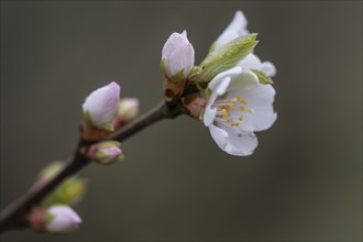 Japanese almond cherry (Prunus tomentosa), Emsland, Lower Saxony, Germany, Europe