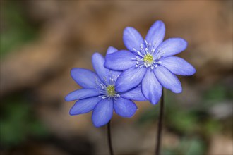 Liverwort (Hepatica nobilis), North Rhine-Westphalia, Germany, Europe