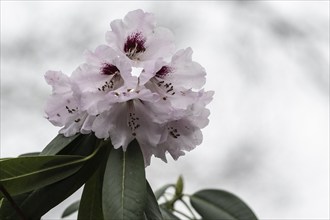 Rhododendron flower (Rhododendron sutchuenense Hybride), Emsland, Lower Saxony, Germany, Europe