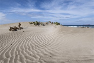 Dune landscape, Playa de Famara, Lanzarote, Canary Islands, Spain, Europe