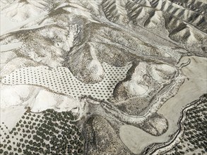 Badlands and cultivated olive trees (Olea europaea) . Aerial view. Drone shot. Granada province,