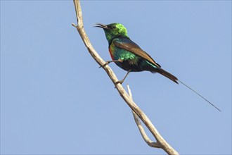 Fairy Sunbird, (Cinnyris pulchellus), family of sunbirds, Farasutu area, Farasutu, South Bank,