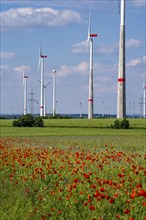 Wind farm, field with flower strips, insect-friendly border of fields with mixed flowers, poppies,