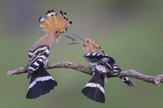 Hoopoe (Upupa epops) Bird of the Year 2022, courtship, mating, pair, male, female, interaction,