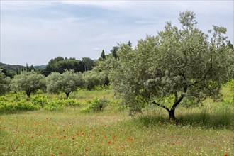 Olive grove near Lourmarin, Département Vaucluse, Region Provence-Alpes-Côte d'Azur, France, Europe