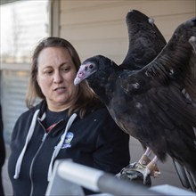 Lakewood, Colorado, A handler displayed a turkey vulture (Cathartes aura) at the pre-Halloween