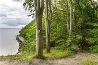 The Hochuferwanderweg from Baabe via Sellin to Binz, through dense beech forest, along the cliffs,