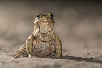 Common toad (Bufo bufo), single male, on the way to spawning waters, evening, toad migration,