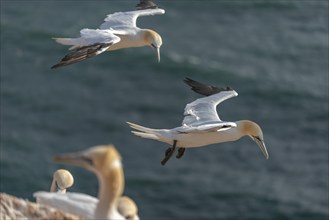 Two northern gannets (Morus bassanus) in flight off the offshore island of Heligoland, North Sea,