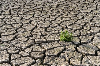 Dry soil, cracked, only a few weeds growing out of the ground, dried-up riverbed, in a side arm of