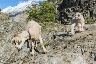 Goat (Capra) with baby in the Swiss Alps, mother, child, Valais, Switzerland, Europe