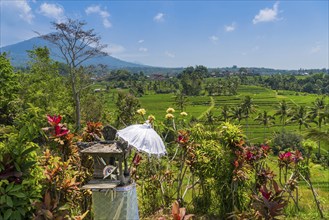 Jatiluwih, rice terrace, agriculture, export, volcano, tourism, travel, landscape, umbrella,