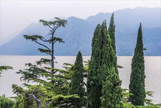 Cypress (Cupressus), Pine (Pinus pinea), Lake Garda, Plant, Tree, Botany, Flora, Italy, Europe