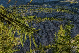 Hiking trail on the Aletsch Glacier, Swiss stone pine (Pinus cembra), light mood, backlight, sun,