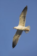 Herring gull, (Larus fuscus), aerial photograph, Heligoland, Schleswig-Holstein, Federal Republic