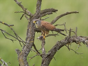 A kestrel perched on a twisted branch with prey in its talons against a green background, Common