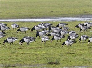 Barnacle goose (Branta leucopsis), a flock grazing on a meadow, island of Texel, Holland