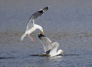 Herring Gull (Larus argentatus), two in flight landing on surface of lake, island of Texel, Holland