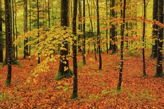 Wet beech forest in autumn on the Weissenstein, Swiss Jura in the canton of Solothurn, Switzerland,