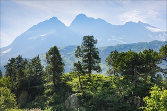 Gnarled old Swiss stone pines in front of Chli Sustenhorn and Sustenhorn against the light, Susten