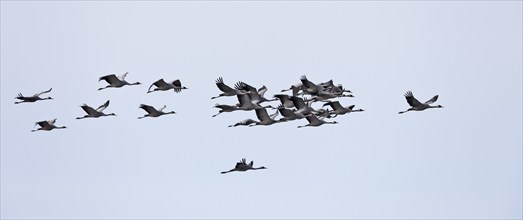 Four cranes flying in the clear blue sky, crane (Grus grus), flying flock in the migration season,