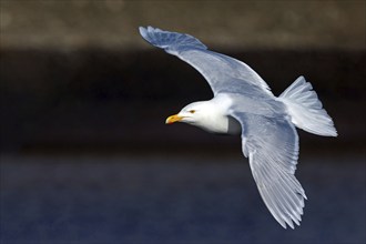 Glaucous gull (Larus hyperboreus), Norway, Spitsbergen, aerial photograph, Longyearbyen, Svalbard /