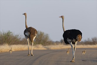 South African ostriches (Struthio camelus australis), two adults, male and female, with several