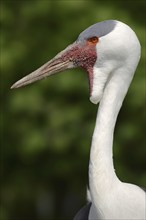 Wattled crane (Bugeranus carunculatus, Grus carunculatus), portrait, captive, occurrence in Africa