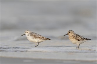 Sanderling (Calidris alba) feeding on a beach. Camaret sur mer, Crozon, Finistere, Brittany,