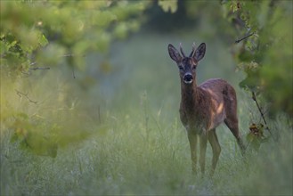 Roebuck in summer, leaf time, Wittlich, Rhineland-Palatinate, Germany, Europe